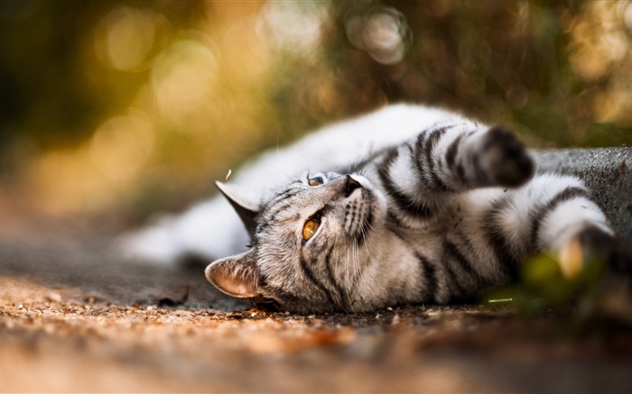 Cat lying ground, yellow eyes Wallpapers Pictures Photos Images