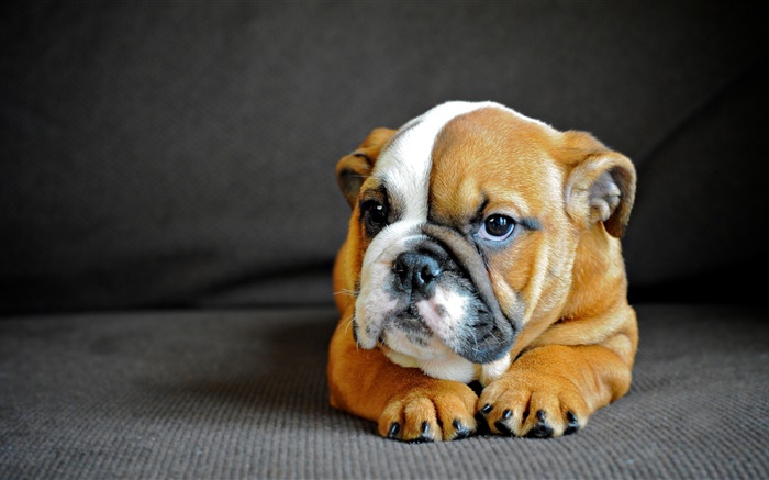 Cute English bulldog, puppy Wallpapers Pictures Photos Images