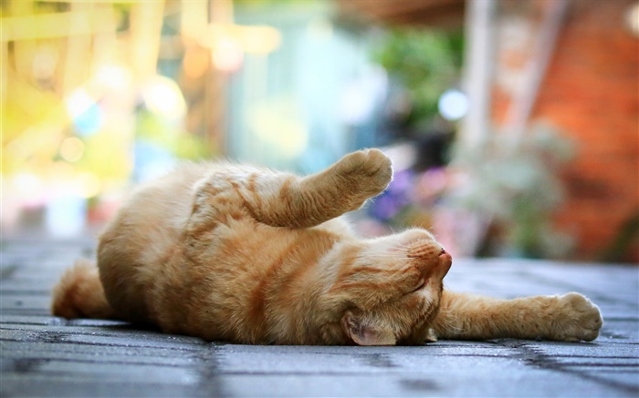 Cute cat, lying sleep, legs, sidewalk, bokeh Wallpapers Pictures Photos Images