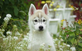 Cute dog, puppy, bokeh HD wallpaper