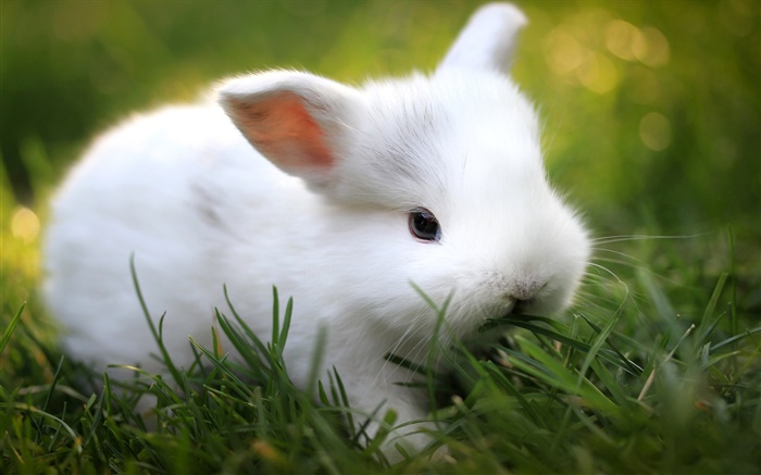 Cute white rabbit in grass Wallpapers Pictures Photos Images