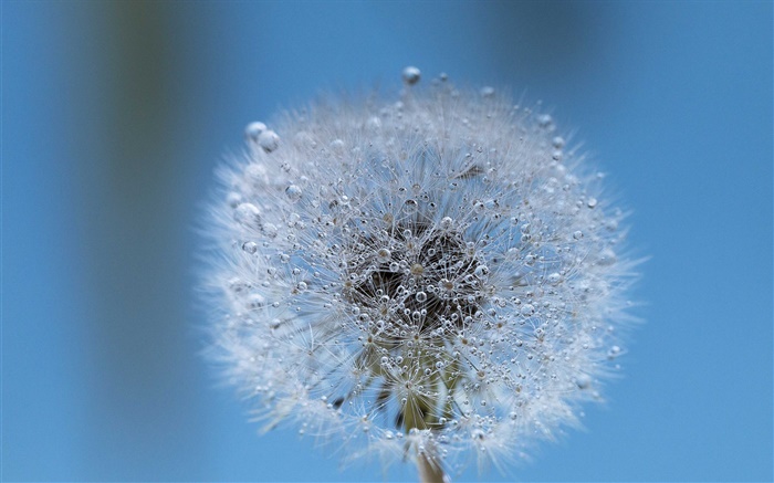 Dandelion close-up, water drops, dew Wallpapers Pictures Photos Images
