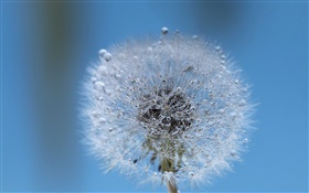 Dandelion close-up, water drops, dew HD wallpaper