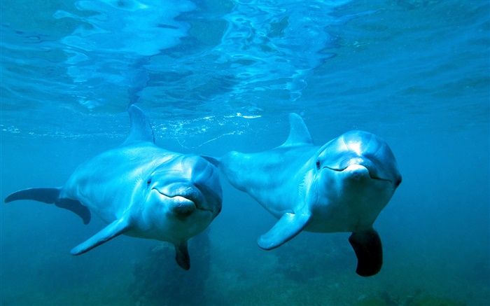 Dolphins couple, sea, underwater Wallpapers Pictures Photos Images