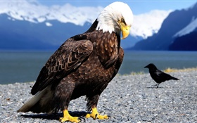 Eagle and raven HD wallpaper