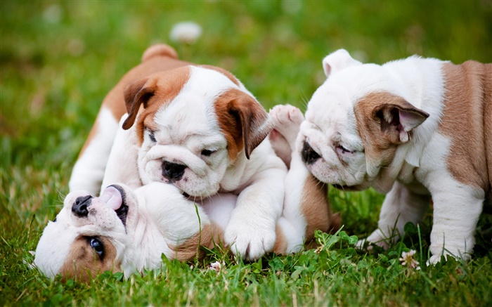 English bulldog, puppy, play game Wallpapers Pictures Photos Images