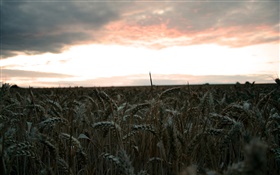 Evening, wheat field, harvest HD wallpaper