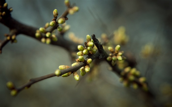 Flower buds, spring, twigs, bokeh Wallpapers Pictures Photos Images