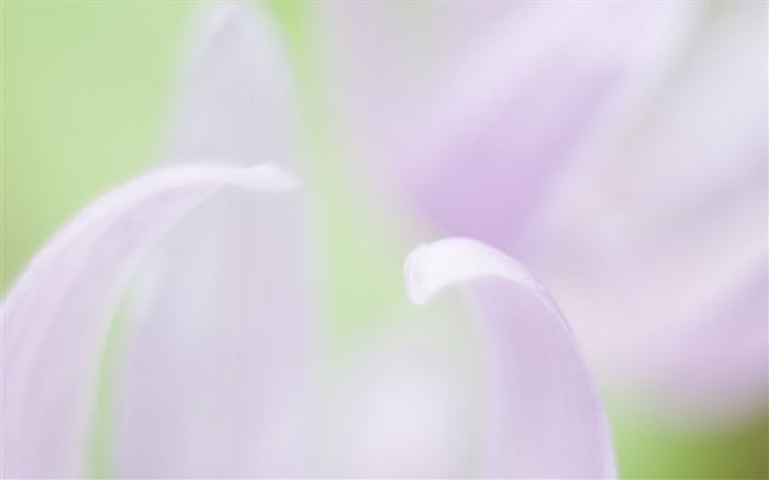 Flower petals close-up, blurry background Wallpapers Pictures Photos Images