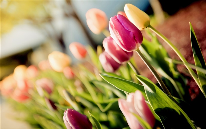 Flowers, tulips, purple, yellow, bokeh Wallpapers Pictures Photos Images
