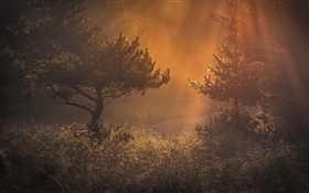 Forest, morning, light, grass, dawn HD wallpaper