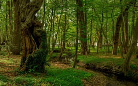Forest, trees, creek, park HD wallpaper