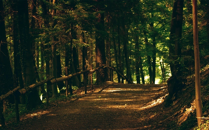 Forest, trees, footpath, park, sun rays Wallpapers Pictures Photos Images