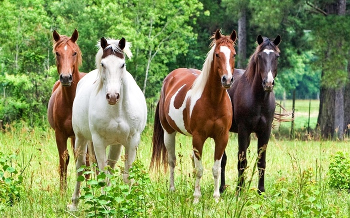 Four horses, grass Wallpapers Pictures Photos Images