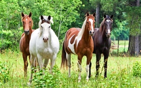 Four horses, grass HD wallpaper