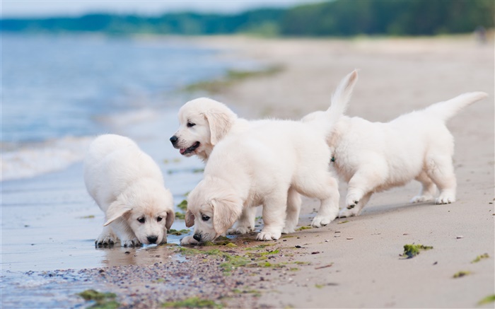 Four white dogs, play, beach Wallpapers Pictures Photos Images