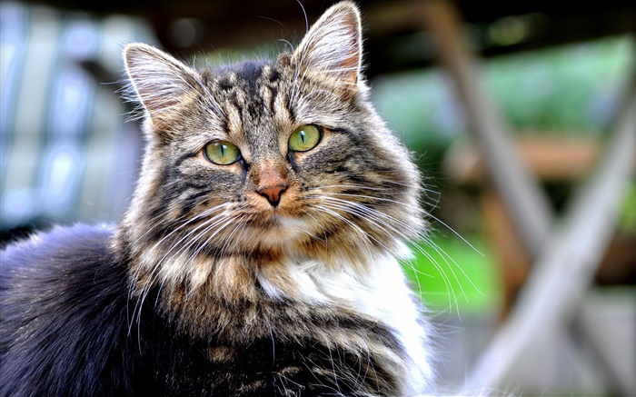 Green eyes cat, look, face, bokeh Wallpapers Pictures Photos Images