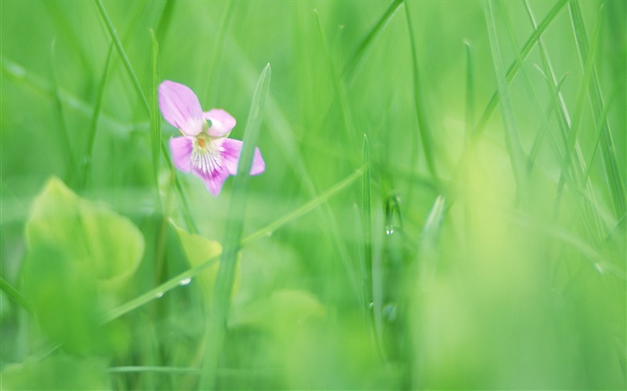 Green grass, purple flower, dew Wallpapers Pictures Photos Images