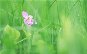 Green grass, purple flower, dew
