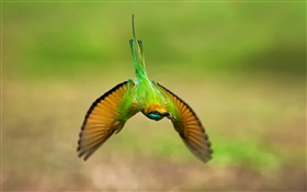 Hummingbird flight, wings HD wallpaper