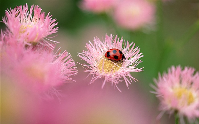 Ladybug with pink flowers Wallpapers Pictures Photos Images