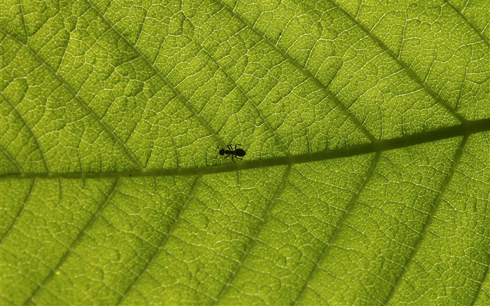 Macro leaves, ants Wallpapers Pictures Photos Images