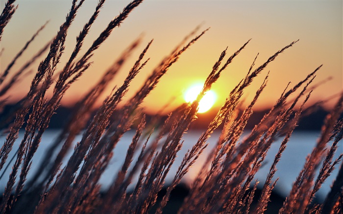 Morning, sun, dawn, plants, grass, river, sunrise Wallpapers Pictures Photos Images