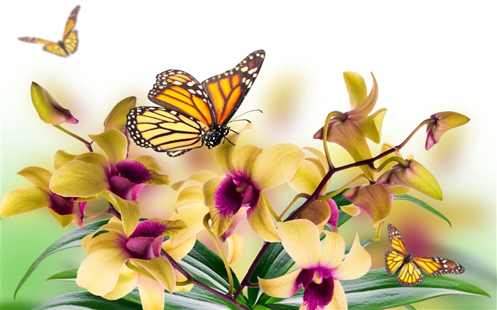 Orchid, flowers, leaves, petals, butterfly Wallpapers Pictures Photos Images