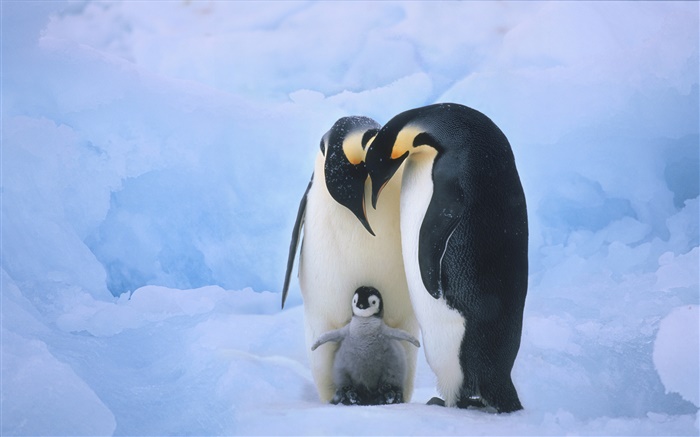 Penguins family Wallpapers Pictures Photos Images