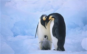 Penguins family HD wallpaper