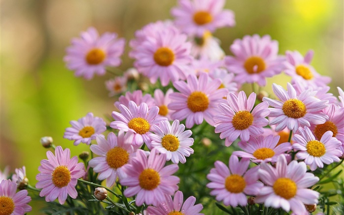 Pink chamomile flowers, petals, blurring Wallpapers Pictures Photos Images