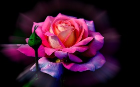 Pink flower, rose petals, bud, dew