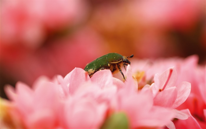 Pink flowers, insect Wallpapers Pictures Photos Images