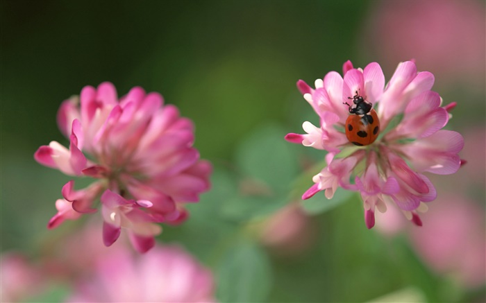 Pink flowers, ladybug, bokeh Wallpapers Pictures Photos Images