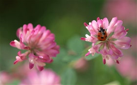 Pink flowers, ladybug, bokeh HD wallpaper