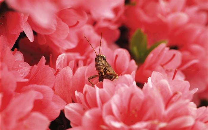 Pink flowers, locust Wallpapers Pictures Photos Images
