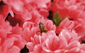 Pink flowers, locust HD wallpaper
