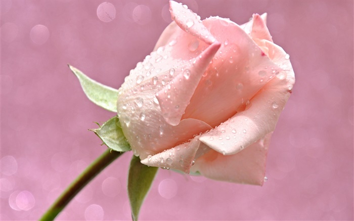 Pink rose flower, water drops, dew Wallpapers Pictures Photos Images