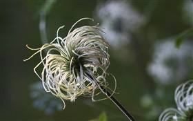 Plants tentacles close-up