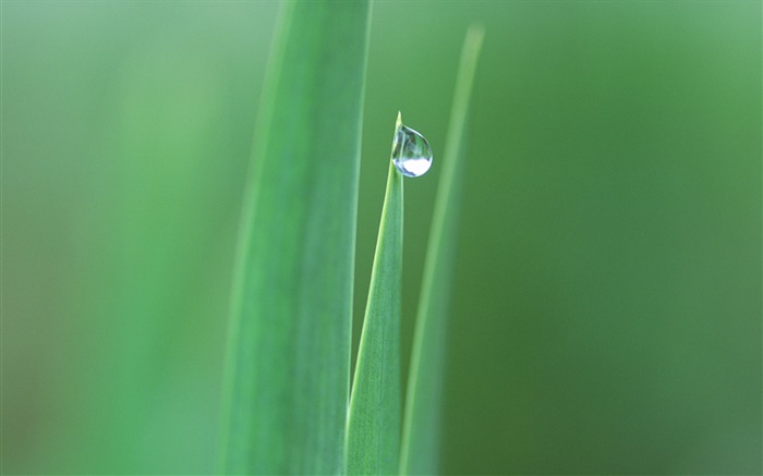 Pointed leaves, grass, water drops close-up Wallpapers Pictures Photos Images