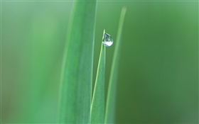 Pointed leaves, grass, water drops close-up
