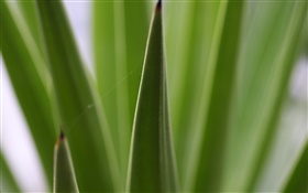 Pointy leaves close-up