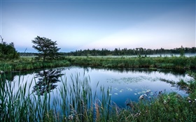 Pond, trees, grass, water reflection, dawn HD wallpaper