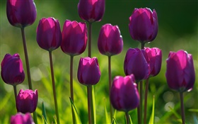 Purple flowers, tulips, grass, summer HD wallpaper