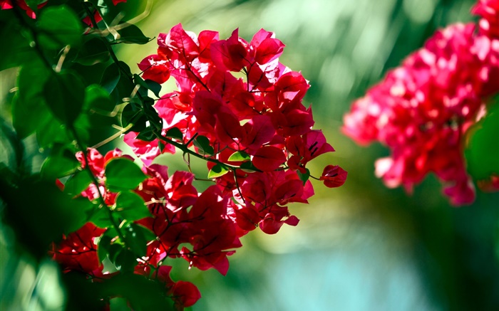 Red bougainvillea flowers Wallpapers Pictures Photos Images