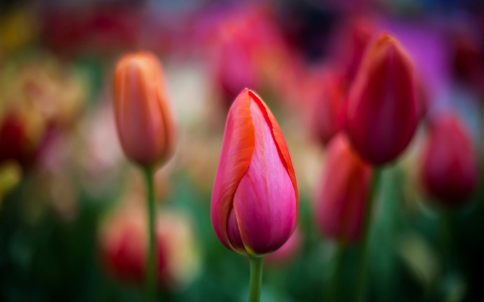 Red tulips close-up, flowers, bokeh Wallpapers Pictures Photos Images