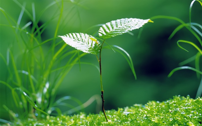 Saplings sprouting, spring, grass Wallpapers Pictures Photos Images