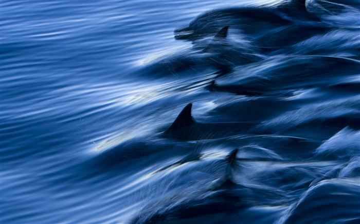 Sea, dolphins, speed, water, splash Wallpapers Pictures Photos Images