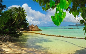 Seychelles Island, sea, beach, plants, leaves HD wallpaper