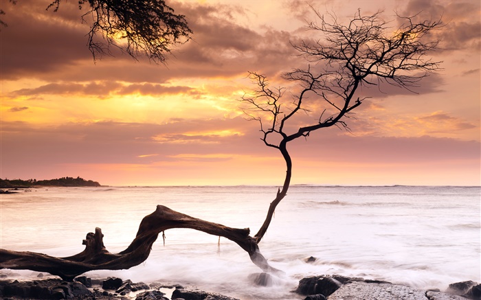 Single tree, sunset, sea, red sky, Hawaii, USA Wallpapers Pictures Photos Images